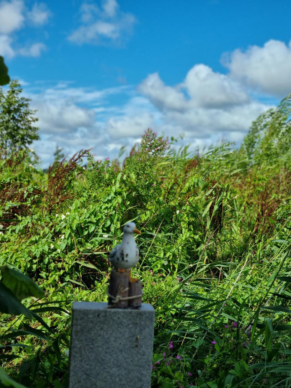 Wunschfahrt nach Tönning